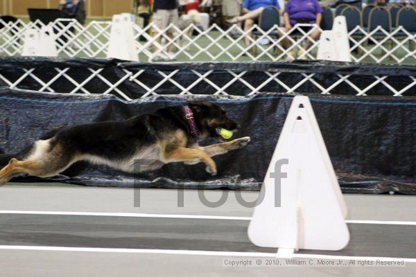 IMG_7193.jpg - Dawg Derby Flyball TournementJuly 10, 2010Classic CenterAthens, Ga