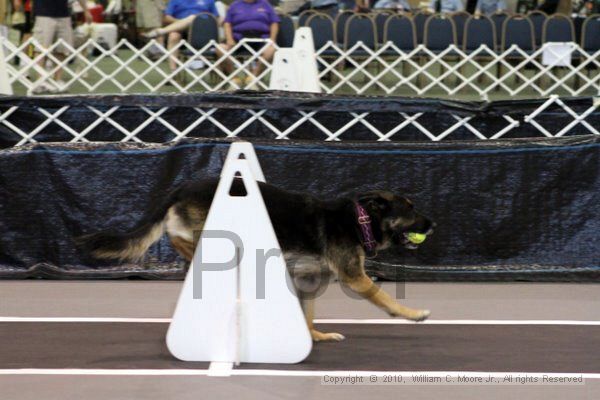 IMG_7194.jpg - Dawg Derby Flyball TournementJuly 10, 2010Classic CenterAthens, Ga