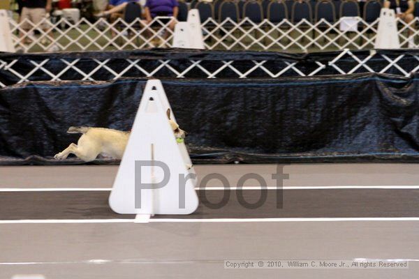 IMG_7197.jpg - Dawg Derby Flyball TournementJuly 10, 2010Classic CenterAthens, Ga