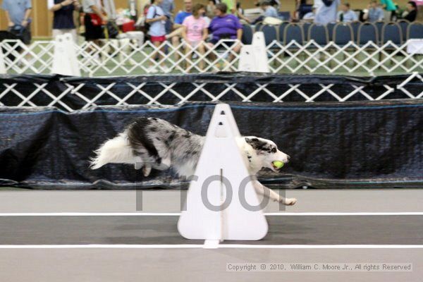 IMG_7198.jpg - Dawg Derby Flyball TournementJuly 10, 2010Classic CenterAthens, Ga