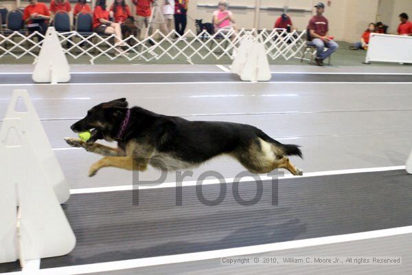 IMG_7202.jpg - Dawg Derby Flyball TournementJuly 10, 2010Classic CenterAthens, Ga
