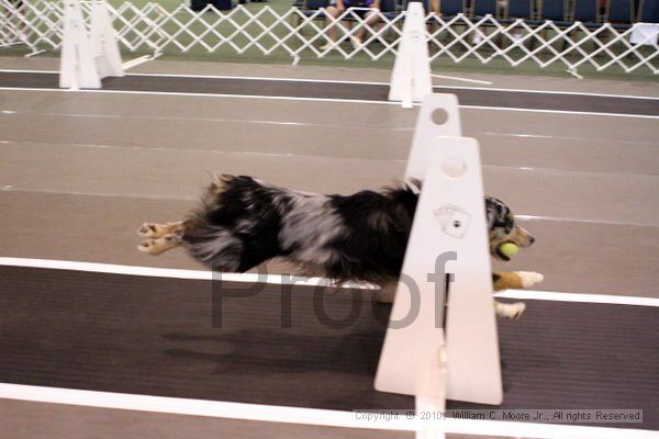 IMG_7206.jpg - Dawg Derby Flyball TournementJuly 10, 2010Classic CenterAthens, Ga