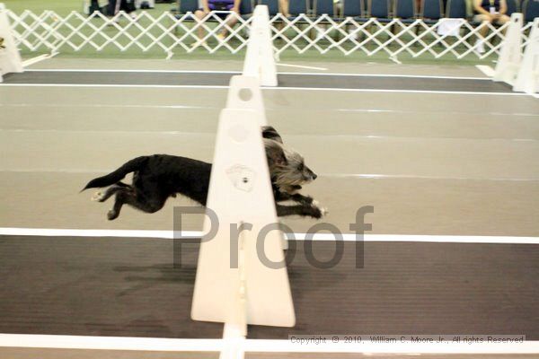 IMG_7212.jpg - Dawg Derby Flyball TournementJuly 10, 2010Classic CenterAthens, Ga