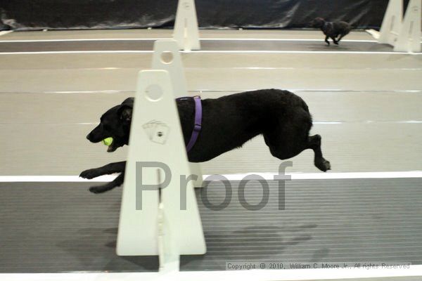 IMG_7219.jpg - Dawg Derby Flyball TournementJuly 10, 2010Classic CenterAthens, Ga