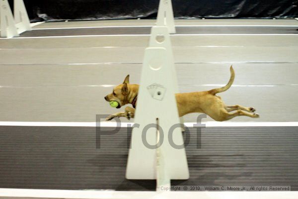 IMG_7222.jpg - Dawg Derby Flyball TournementJuly 10, 2010Classic CenterAthens, Ga
