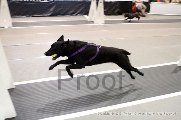 IMG_7227.jpg - Dawg Derby Flyball TournementJuly 10, 2010Classic CenterAthens, Ga