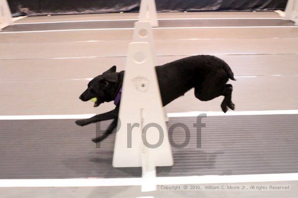 IMG_7228.jpg - Dawg Derby Flyball TournementJuly 10, 2010Classic CenterAthens, Ga