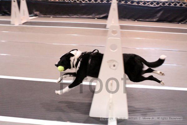 IMG_7232.jpg - Dawg Derby Flyball TournementJuly 10, 2010Classic CenterAthens, Ga