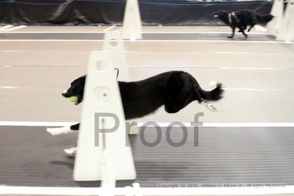 IMG_7246.jpg - Dawg Derby Flyball TournementJuly 10, 2010Classic CenterAthens, Ga
