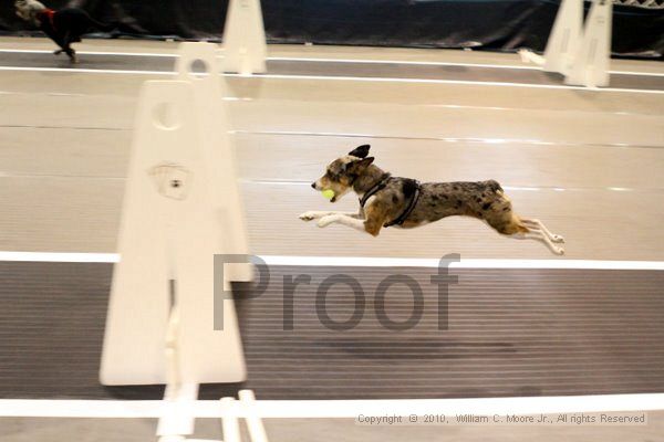 IMG_7248.jpg - Dawg Derby Flyball TournementJuly 10, 2010Classic CenterAthens, Ga