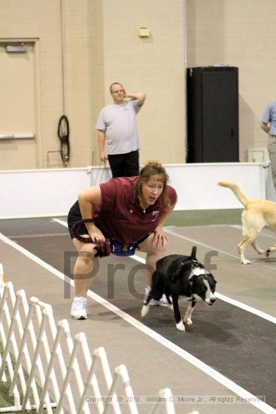 IMG_7252.jpg - Dawg Derby Flyball TournementJuly 10, 2010Classic CenterAthens, Ga