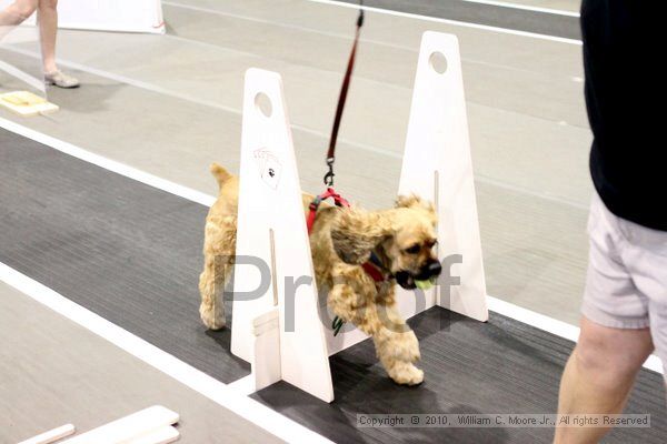 IMG_7255.jpg - Dawg Derby Flyball TournementJuly 10, 2010Classic CenterAthens, Ga