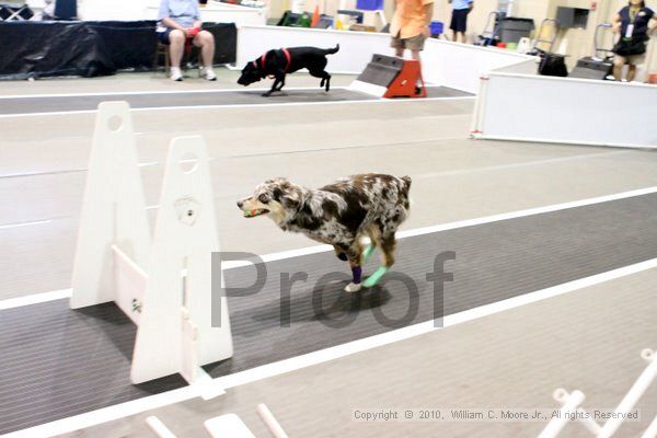 IMG_7256.jpg - Dawg Derby Flyball TournementJuly 10, 2010Classic CenterAthens, Ga