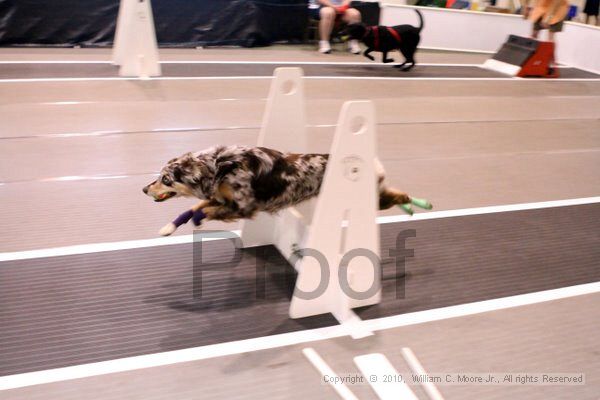 IMG_7257.jpg - Dawg Derby Flyball TournementJuly 10, 2010Classic CenterAthens, Ga