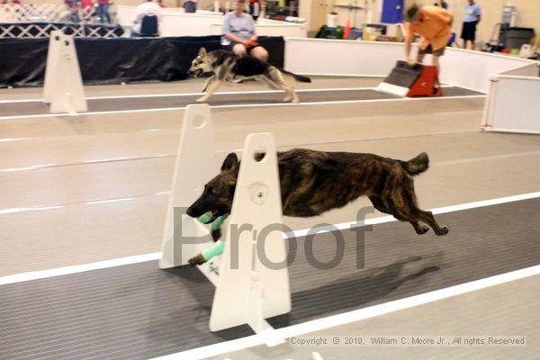 IMG_7258.jpg - Dawg Derby Flyball TournementJuly 10, 2010Classic CenterAthens, Ga