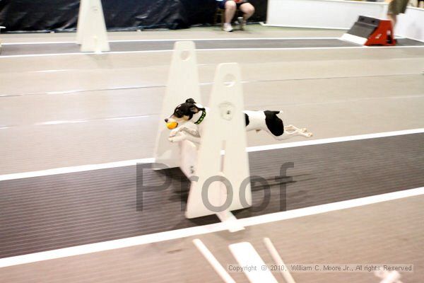 IMG_7259.jpg - Dawg Derby Flyball TournementJuly 10, 2010Classic CenterAthens, Ga