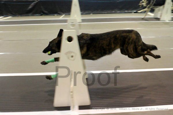 IMG_7271.jpg - Dawg Derby Flyball TournementJuly 10, 2010Classic CenterAthens, Ga