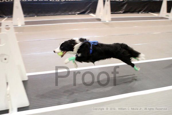 IMG_7278.jpg - Dawg Derby Flyball TournementJuly 10, 2010Classic CenterAthens, Ga