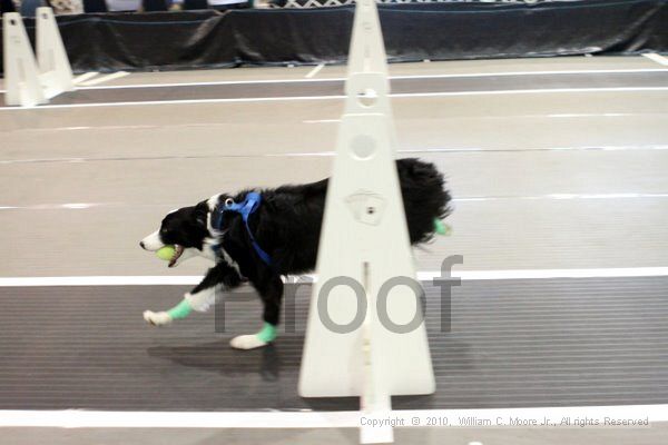 IMG_7279.jpg - Dawg Derby Flyball TournementJuly 10, 2010Classic CenterAthens, Ga
