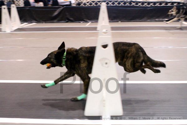 IMG_7284.jpg - Dawg Derby Flyball TournementJuly 10, 2010Classic CenterAthens, Ga