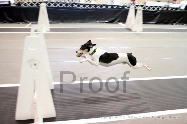 IMG_7285.jpg - Dawg Derby Flyball TournementJuly 10, 2010Classic CenterAthens, Ga