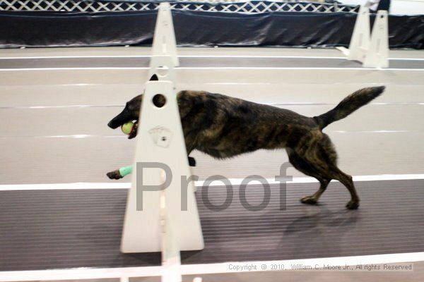 IMG_7292.jpg - Dawg Derby Flyball TournementJuly 10, 2010Classic CenterAthens, Ga