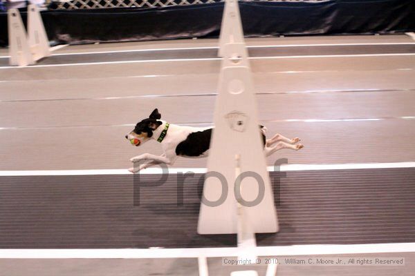 IMG_7295.jpg - Dawg Derby Flyball TournementJuly 10, 2010Classic CenterAthens, Ga