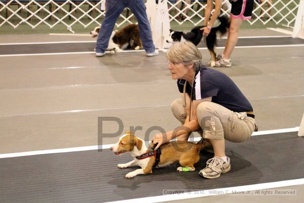 IMG_7297.jpg - Dawg Derby Flyball TournementJuly 10, 2010Classic CenterAthens, Ga