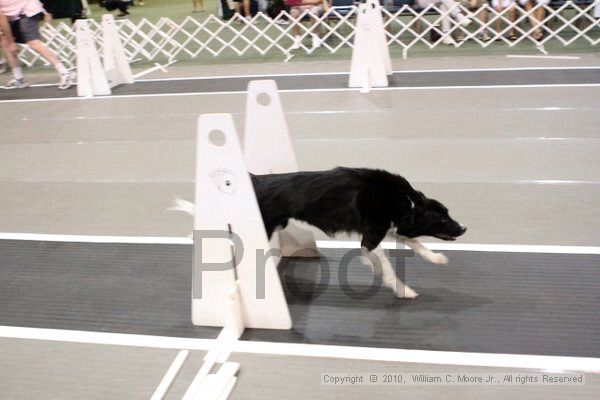 IMG_7308.jpg - Dawg Derby Flyball TournementJuly 10, 2010Classic CenterAthens, Ga