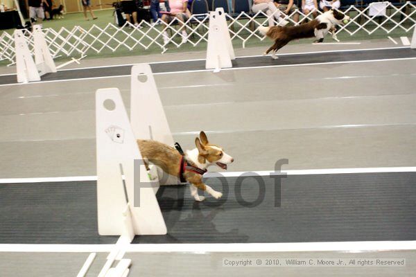 IMG_7311.jpg - Dawg Derby Flyball TournementJuly 10, 2010Classic CenterAthens, Ga