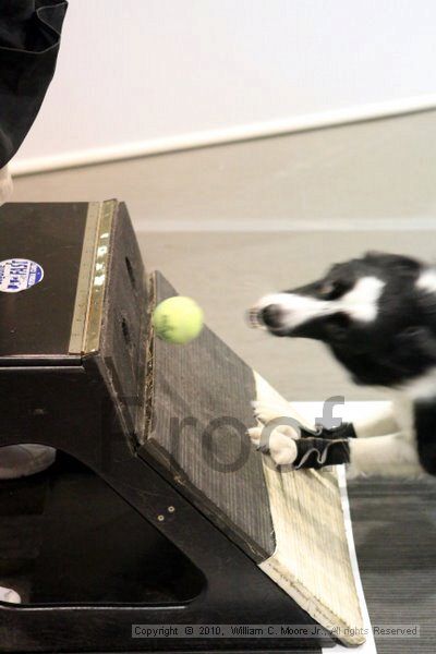 IMG_7326.jpg - Dawg Derby Flyball TournementJuly 10, 2010Classic CenterAthens, Ga