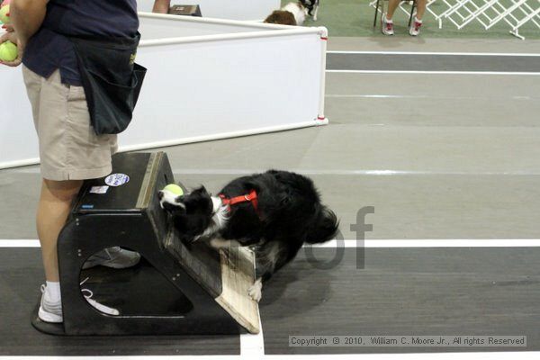 IMG_7330.jpg - Dawg Derby Flyball TournementJuly 10, 2010Classic CenterAthens, Ga