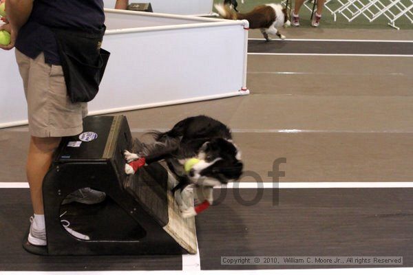 IMG_7331.jpg - Dawg Derby Flyball TournementJuly 10, 2010Classic CenterAthens, Ga