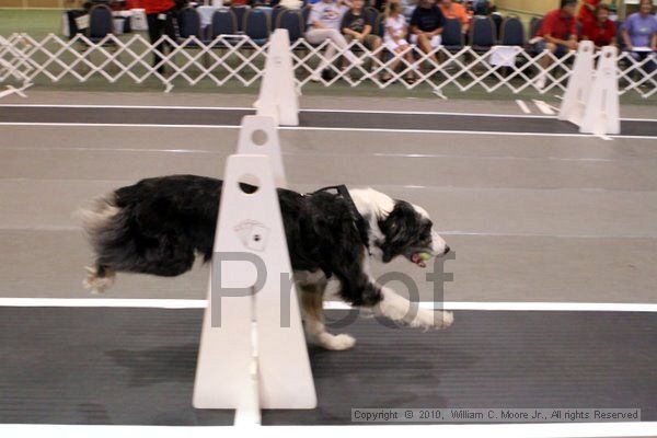 IMG_7346.jpg - Dawg Derby Flyball TournementJuly 10, 2010Classic CenterAthens, Ga