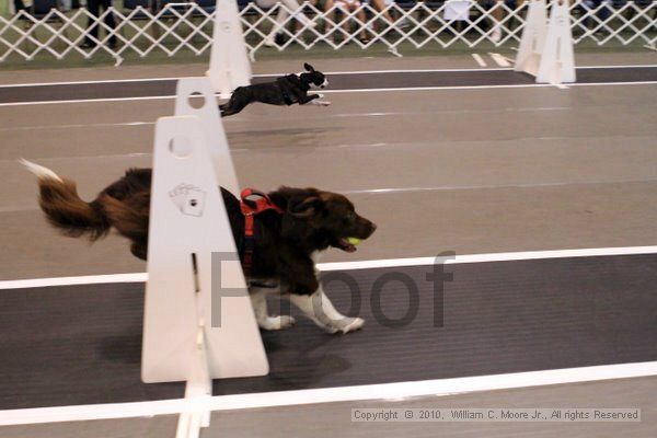 IMG_7348.jpg - Dawg Derby Flyball TournementJuly 10, 2010Classic CenterAthens, Ga