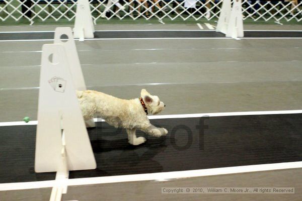 IMG_7351.jpg - Dawg Derby Flyball TournementJuly 10, 2010Classic CenterAthens, Ga