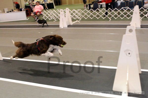 IMG_7354.jpg - Dawg Derby Flyball TournementJuly 10, 2010Classic CenterAthens, Ga