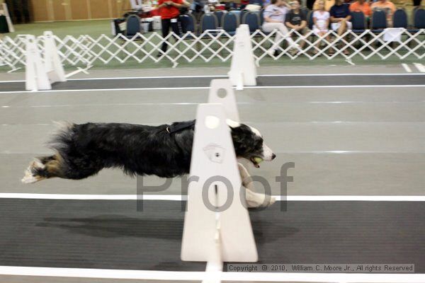 IMG_7361.jpg - Dawg Derby Flyball TournementJuly 10, 2010Classic CenterAthens, Ga