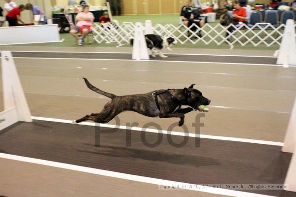 IMG_7363.jpg - Dawg Derby Flyball TournementJuly 10, 2010Classic CenterAthens, Ga
