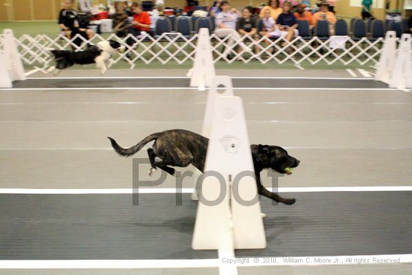 IMG_7364.jpg - Dawg Derby Flyball TournementJuly 10, 2010Classic CenterAthens, Ga