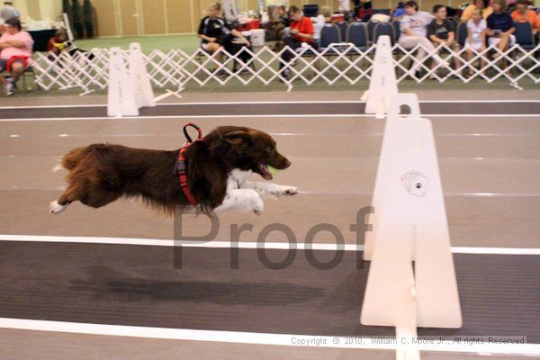 IMG_7368.jpg - Dawg Derby Flyball TournementJuly 10, 2010Classic CenterAthens, Ga
