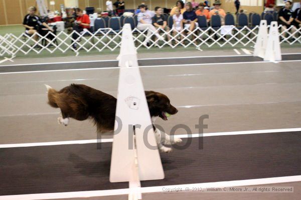 IMG_7369.jpg - Dawg Derby Flyball TournementJuly 10, 2010Classic CenterAthens, Ga