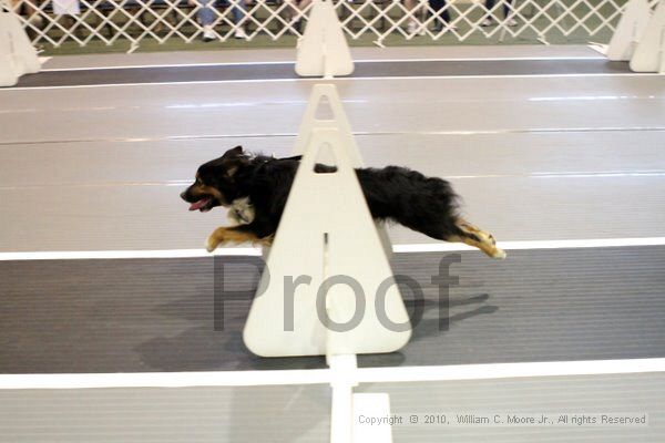 IMG_7385.jpg - Dawg Derby Flyball TournementJuly 10, 2010Classic CenterAthens, Ga