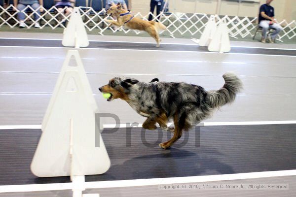 IMG_7389.jpg - Dawg Derby Flyball TournementJuly 10, 2010Classic CenterAthens, Ga