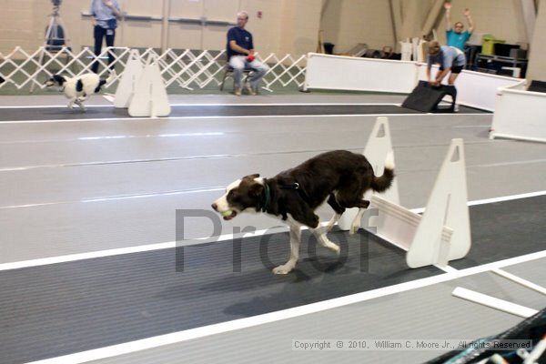 IMG_7393.jpg - Dawg Derby Flyball TournementJuly 10, 2010Classic CenterAthens, Ga