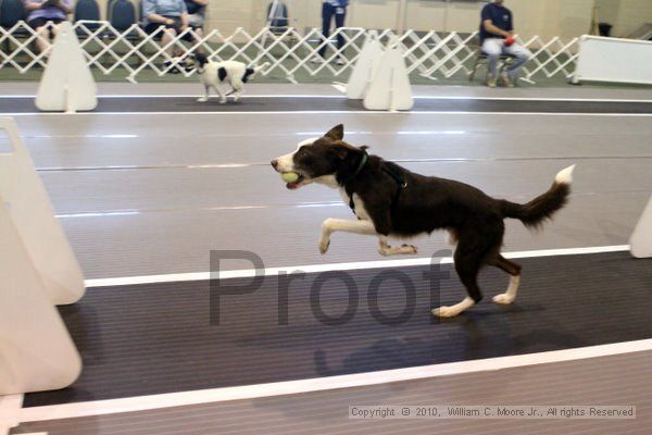 IMG_7394.jpg - Dawg Derby Flyball TournementJuly 10, 2010Classic CenterAthens, Ga