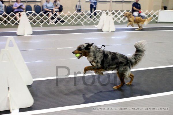 IMG_7397.jpg - Dawg Derby Flyball TournementJuly 10, 2010Classic CenterAthens, Ga