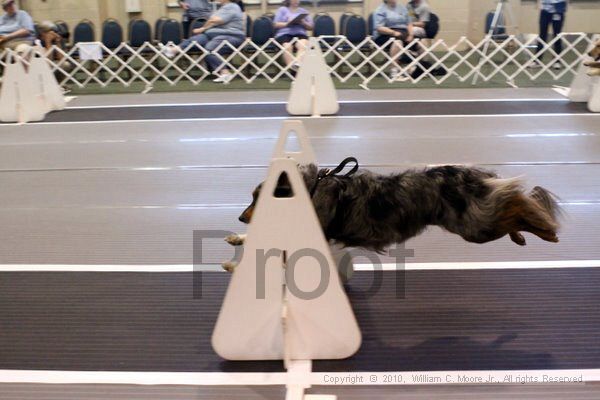 IMG_7398.jpg - Dawg Derby Flyball TournementJuly 10, 2010Classic CenterAthens, Ga