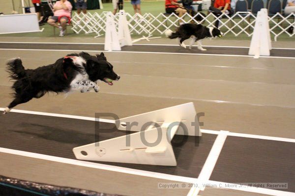 IMG_7401.jpg - Dawg Derby Flyball TournementJuly 10, 2010Classic CenterAthens, Ga