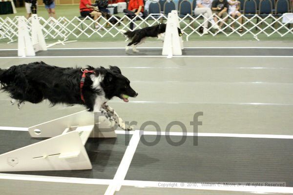 IMG_7402.jpg - Dawg Derby Flyball TournementJuly 10, 2010Classic CenterAthens, Ga